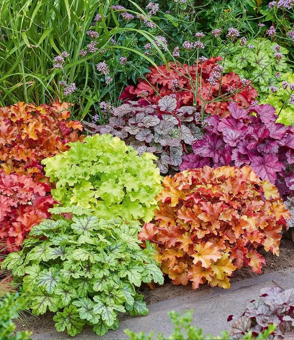 baldur-garten-heuchera-mix-farbenpracht-purpurgl-ckchen-stauden-5x-9x9-cm-topf image 1