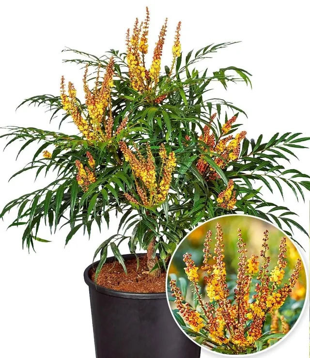 baldur-garten-mahonie-volcano-myoy-zierstrauch-im-2-liter-topf image 1