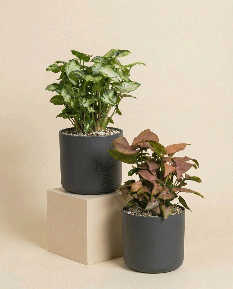feey-schweizer-syngonium-duo-pixie-neon-pflanzenset image 4