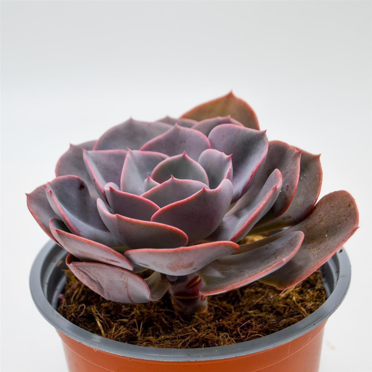 pasiora-echeveria-dusty-rose-rosette-13cm image 2