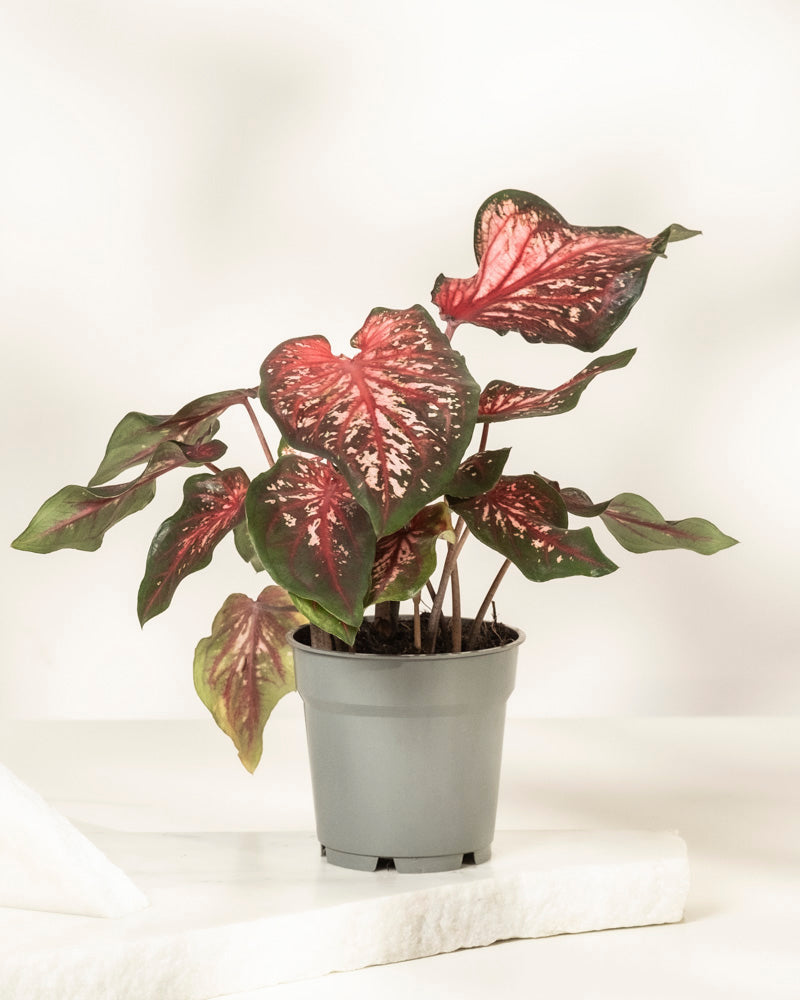 feey-caladium-desert-sunset-zimmerpflanze-klein-mittel image 3