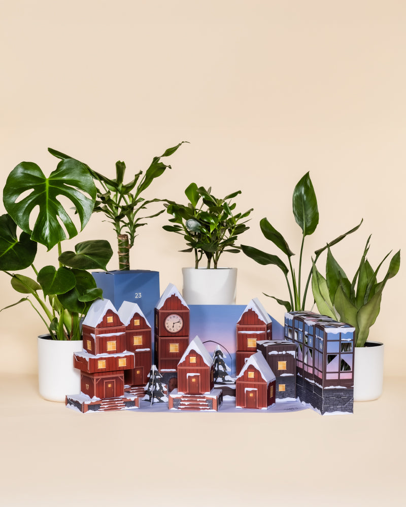 feey-dschungel-extra-morgenrot-adventskalender-upgrade-mit-3-pflanzen image 5