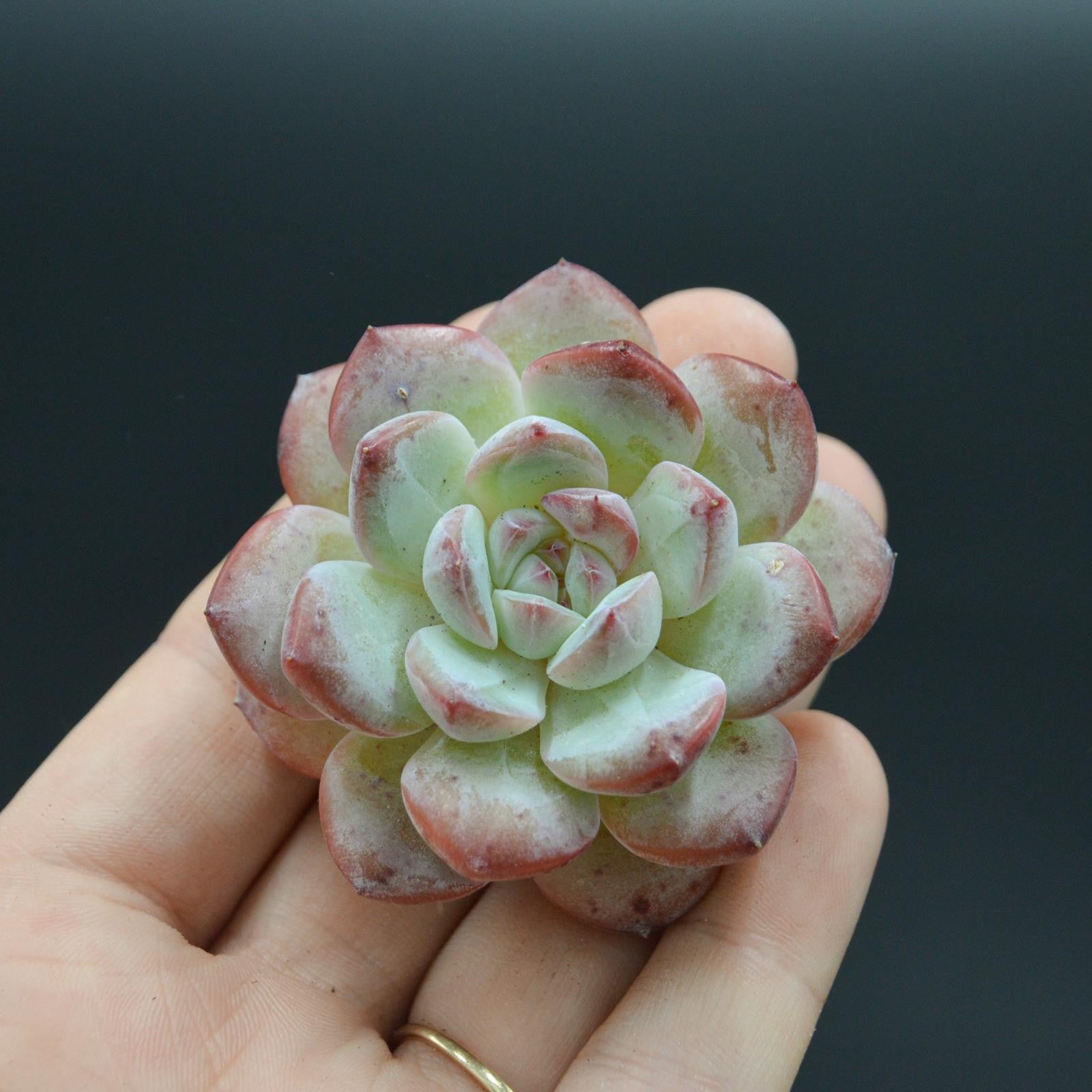 pasiora-echeveria-iceland-steckling-indoor-sukkulente image 1