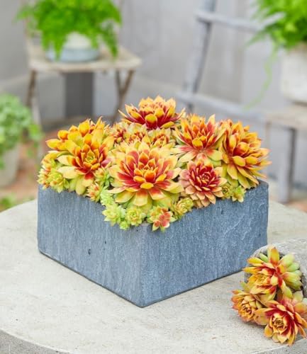 baldur-garten-2x-sempervivum-gold-nugget-hauswurz-im-9x9-cm-topf image 6