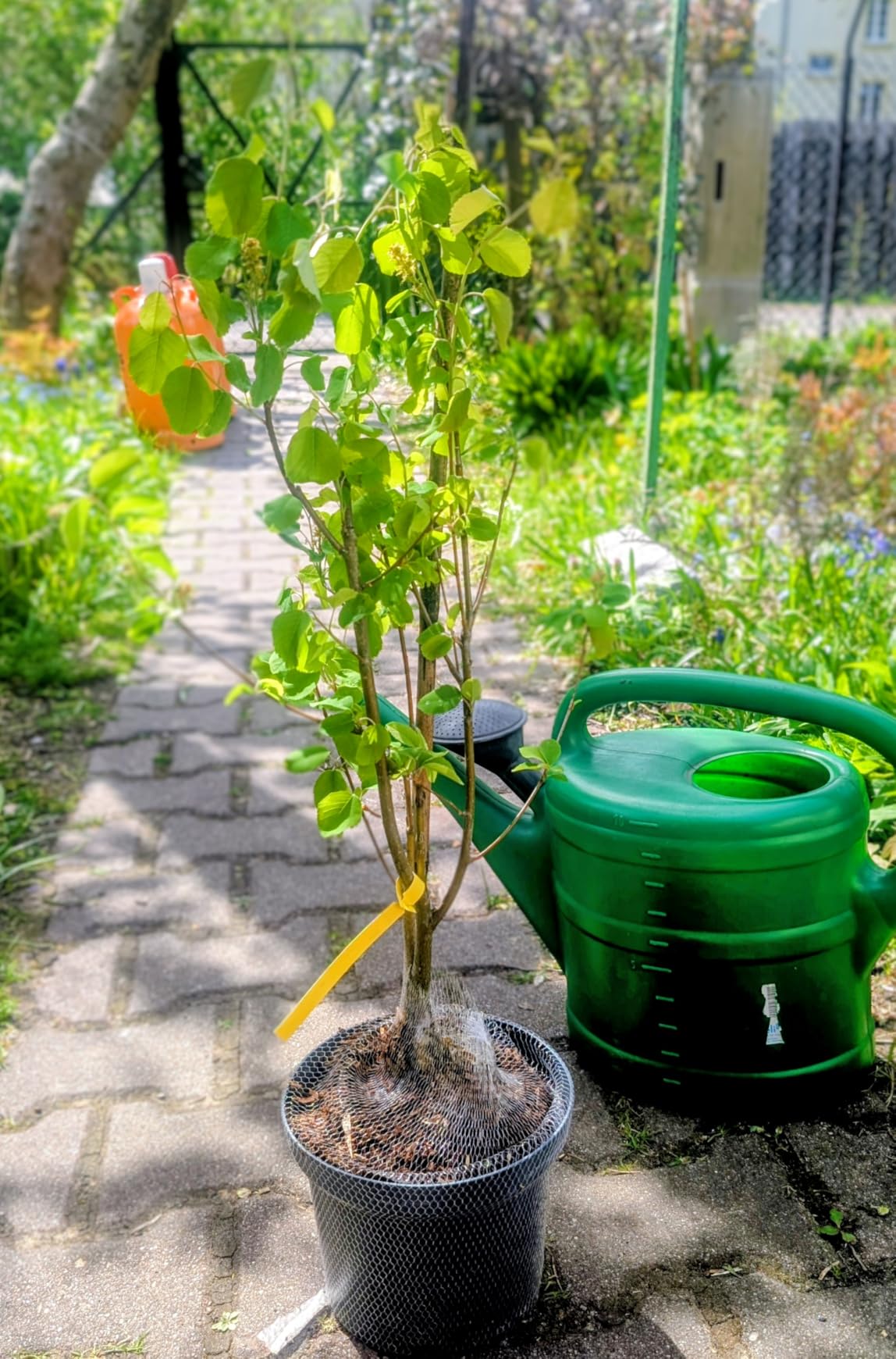 Blüte und Beeren im ersten Jahr