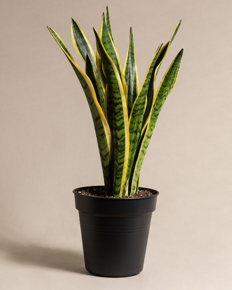 feey-gro-e-schwiegermutterzunge-laurentii-xl-60-70-cm-sansevieria image 3