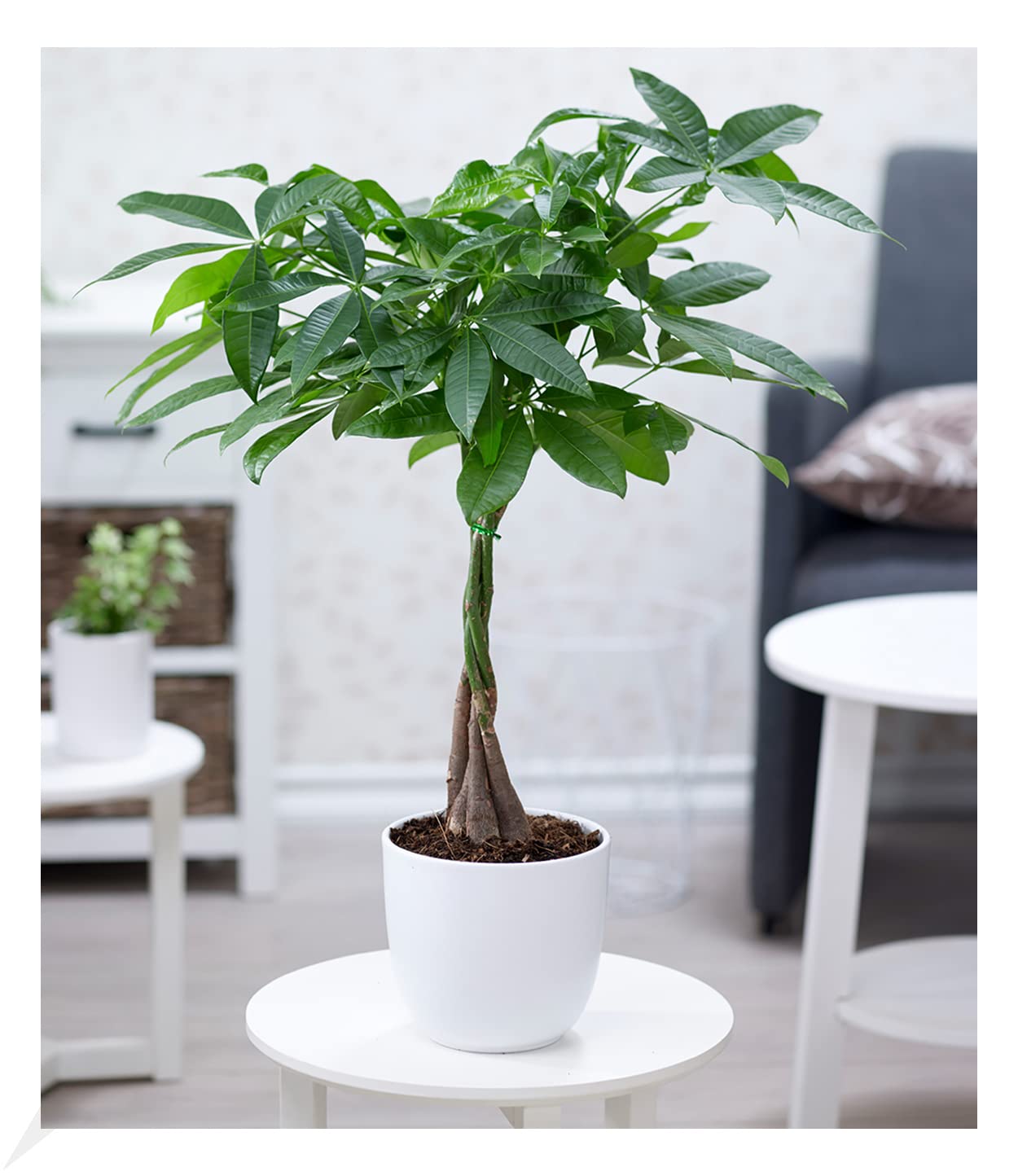 baldur-garten-baumstrelitzie-nicolai-zimmerpflanze-im-19-cm-topf-ca-90-cm image 4