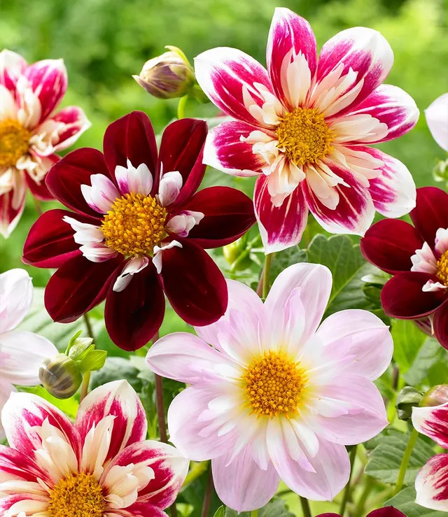 baldur-garten-dahlien-mix-favourite-ballet-3-knollen-gr-e-i image 1