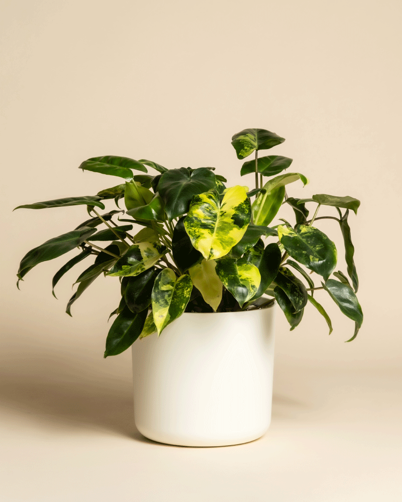 feey-philodendron-burle-marx-variegata-zimmerpflanze-rarit-t image 7