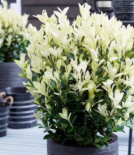 baldur-garten-euonymus-himalaya-2-liter-topf image 7