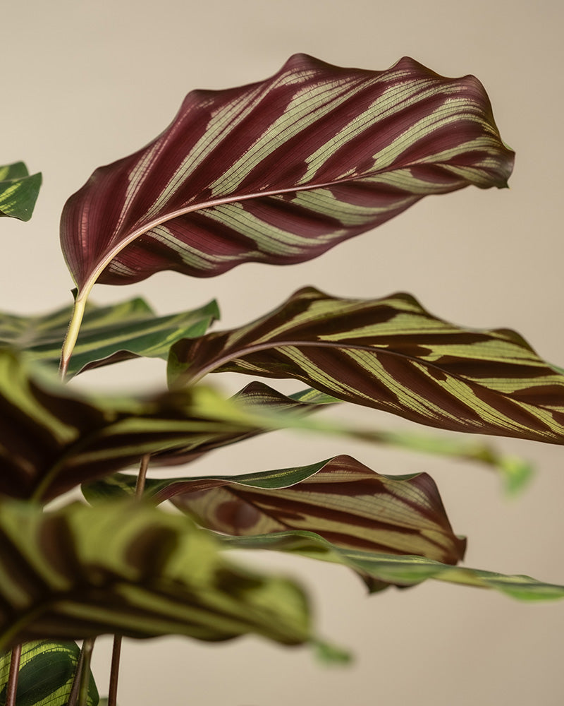 feey-pfauen-korbmarante-calathea-makoyana-zimmerpflanze-gro image 6