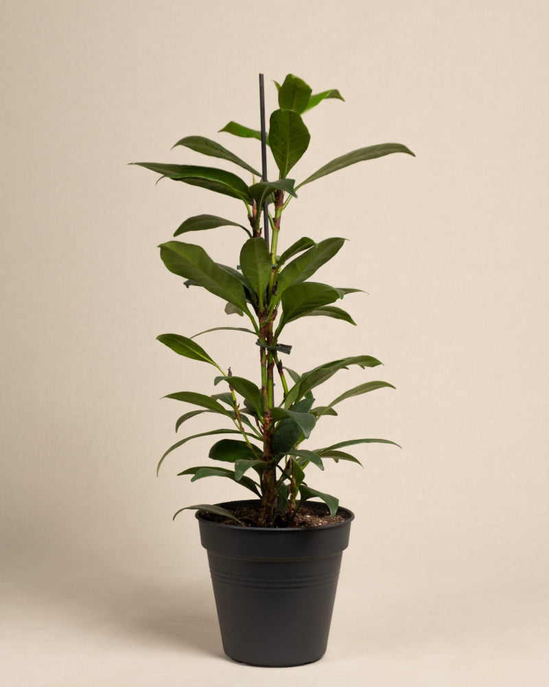 feey-afrikanischer-feigenbaum-ficus-cyathistipula-zimmerbaum image 3
