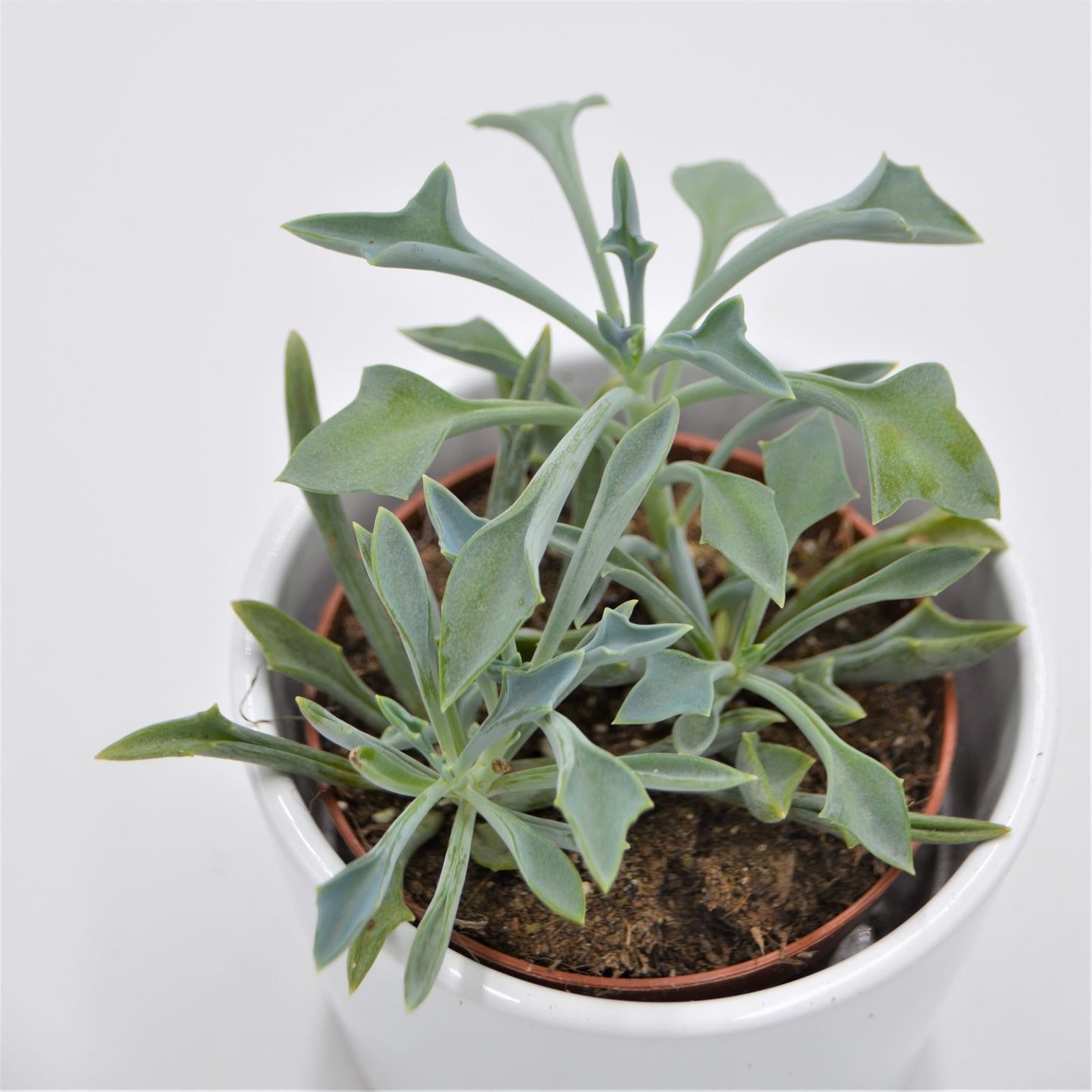 pasiora-senecio-kleiniiformis-sukkulente-8-5-cm-topf image 4