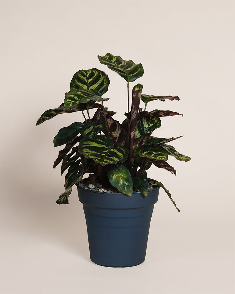 feey-kleine-calathea-makoyana-pfauen-korbmarante-zimmerpflanze image 3