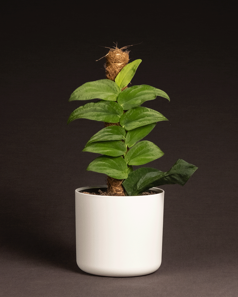 feey-rhaphidophora-korthalsii-rarit-t-zimmerpflanze image 8