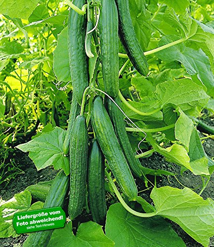 baldur-garten-2x-veredelte-salatgurke-ph-nix-10-5-cm-topf image 3