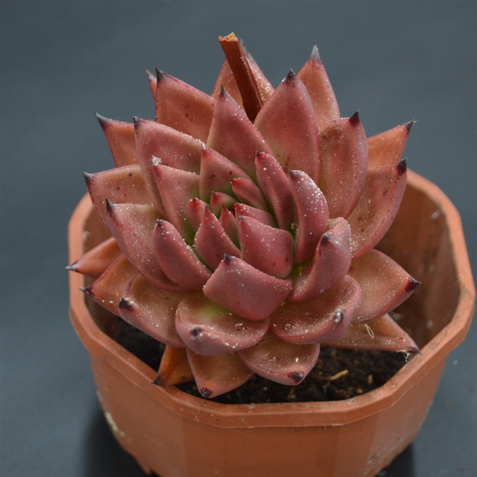 pasiora-echeveria-romeo-hybrid-rarit-t-einzelst-ck image 1