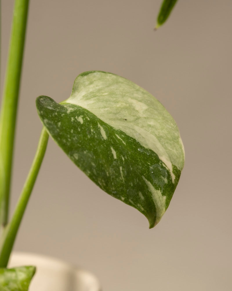 feey-monstera-deliciosa-thai-constellation-babypflanze image 2