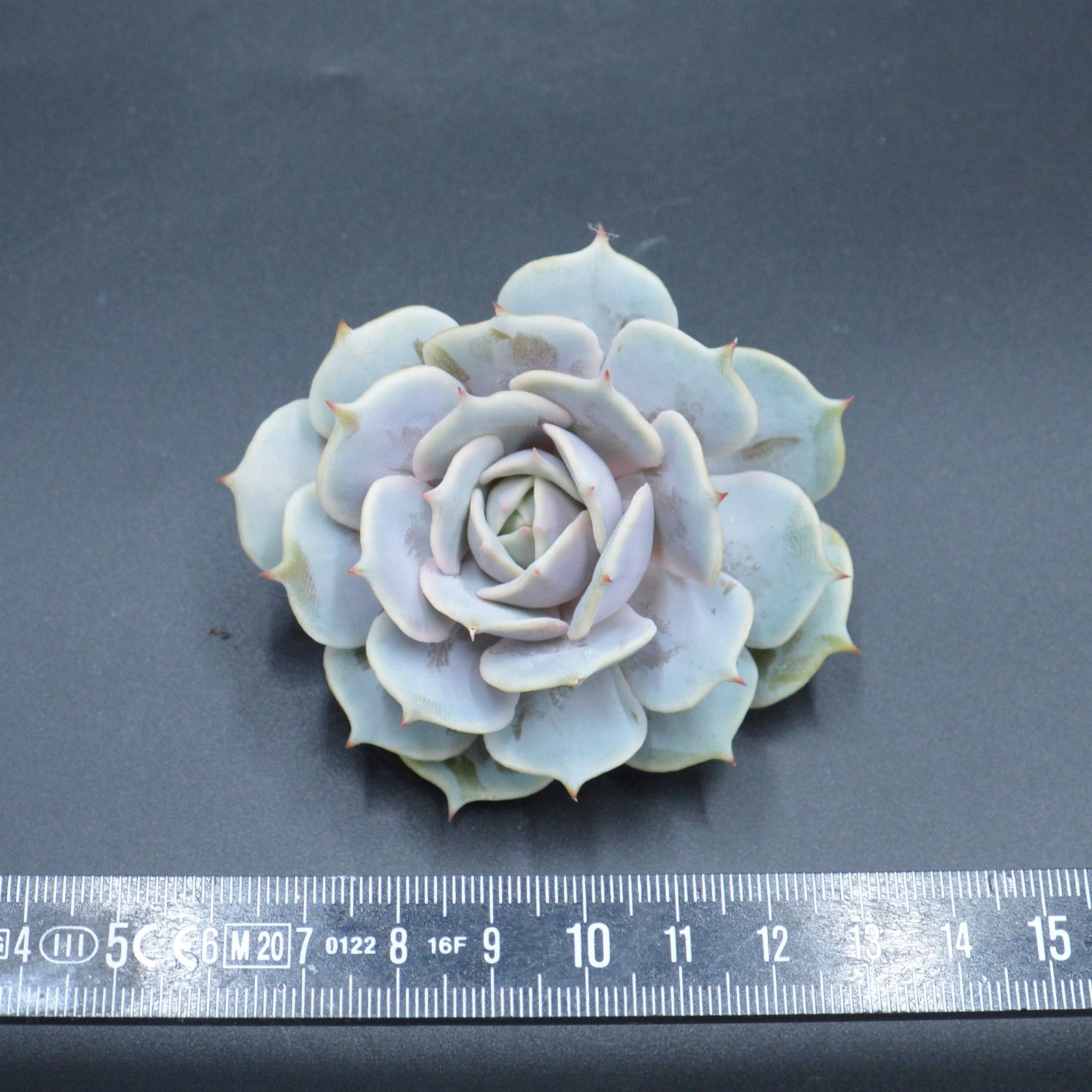 pasiora-echeveria-lola-f-purpur-steckling-rarit-t image 2