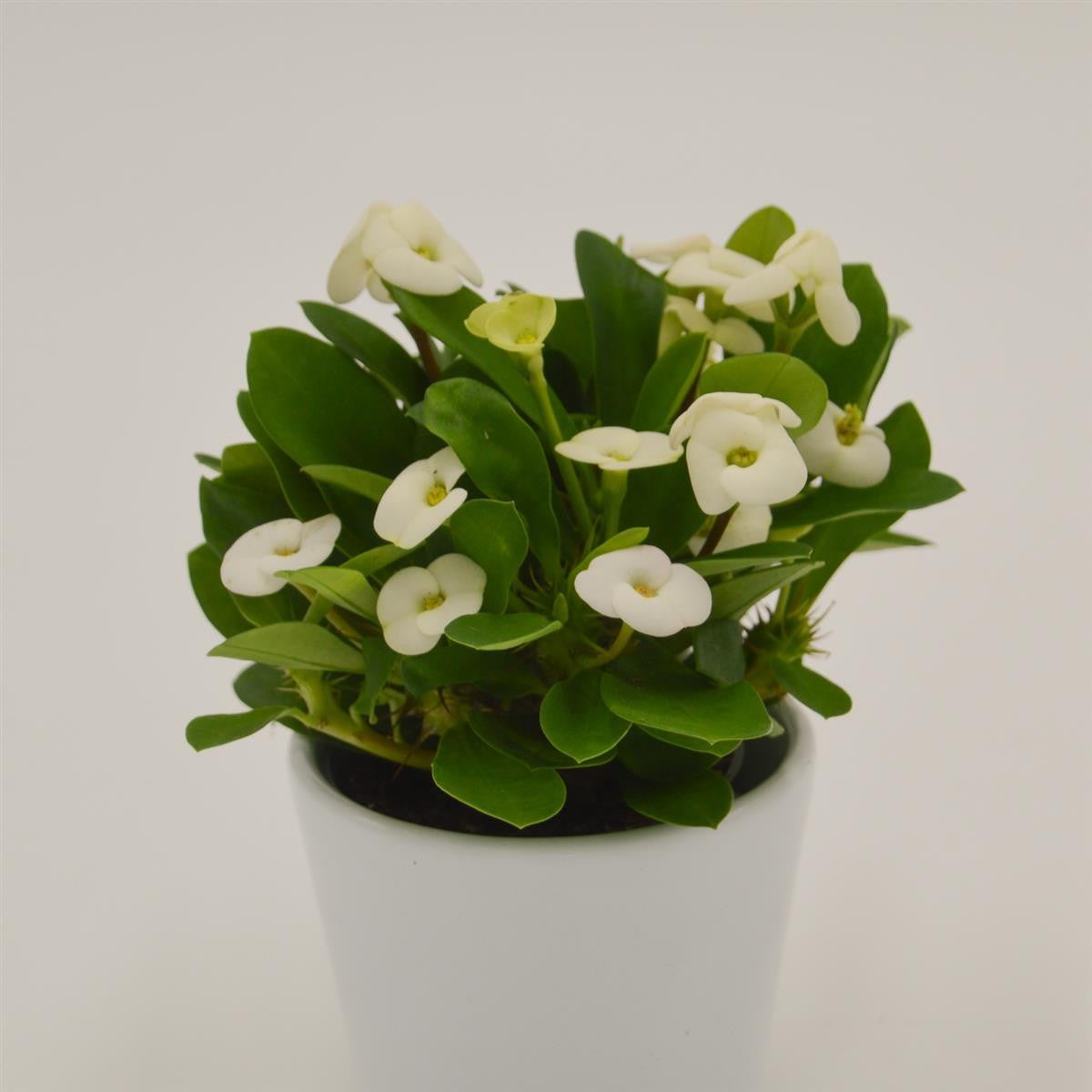 pasiora-euphorbia-milii-hector-wei-sukkulente-im-6cm-topf image 2