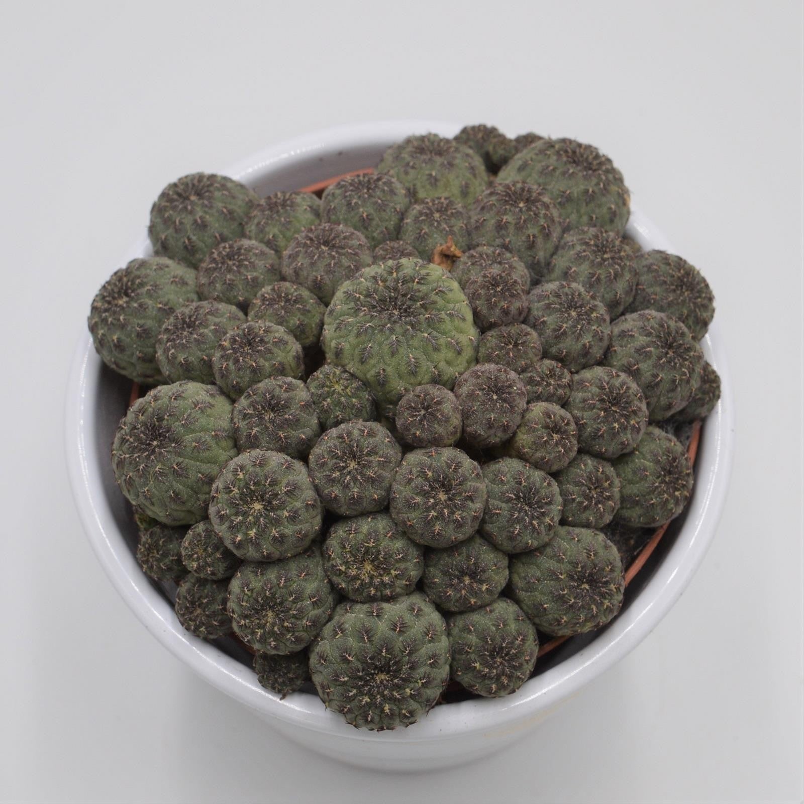 pasiora-sulcorebutia-rauschii-kaktus-10-5cm-topf image 1