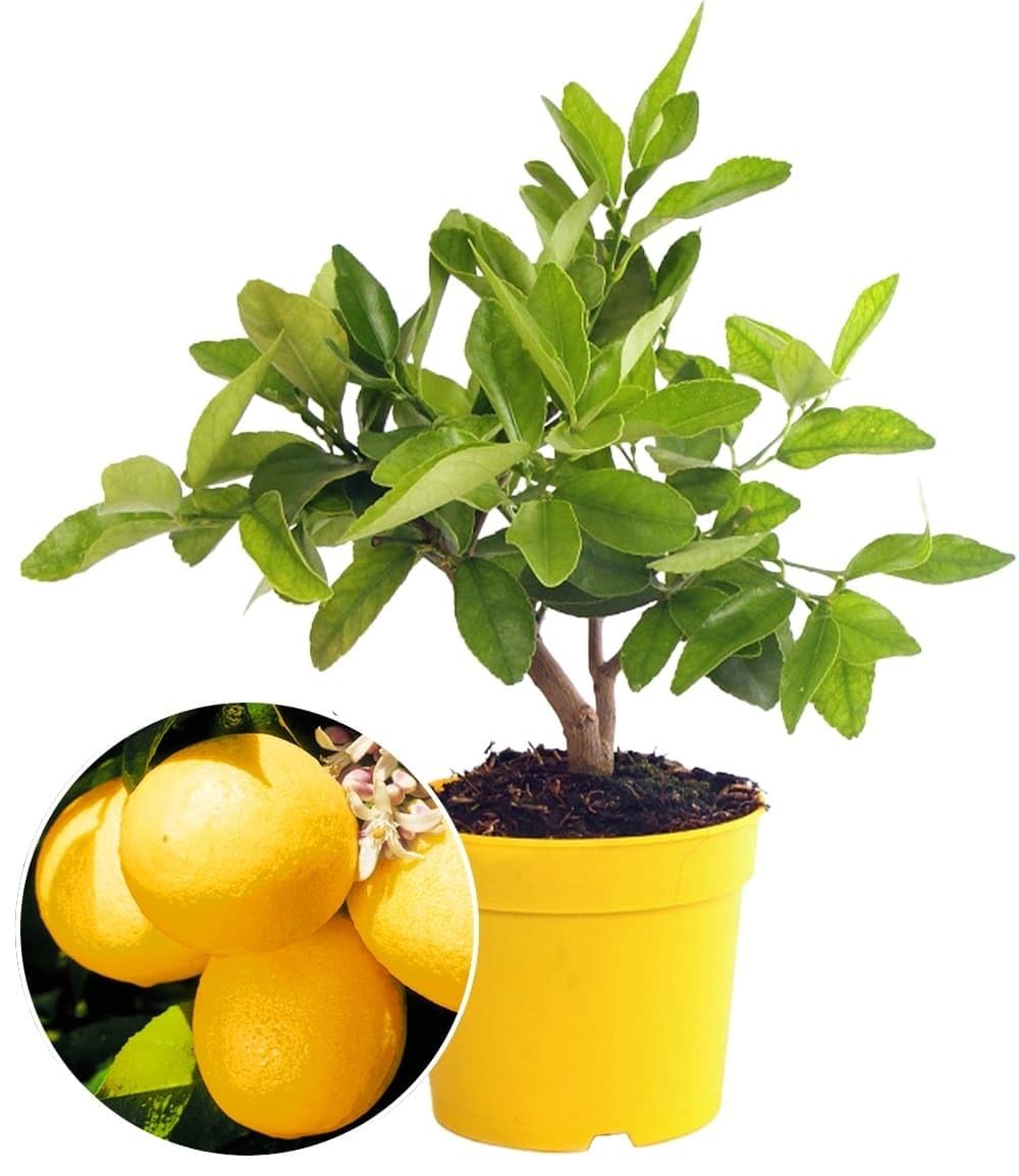 baldur-garten-zitronen-b-umchen-citrus-limon-im-12-cm-topf image 2