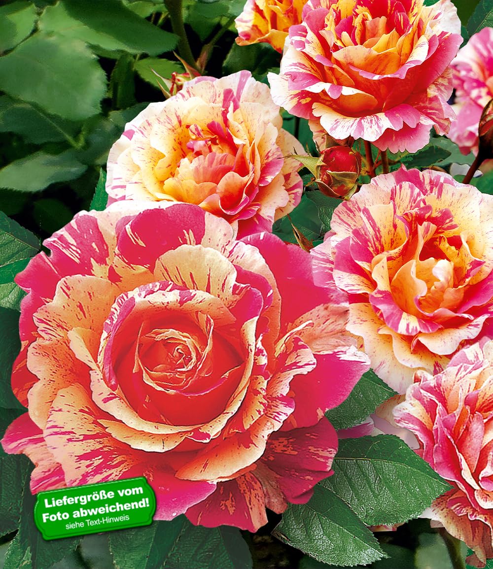 baldur-garten-delbard-malerrose-claude-monet-wurzelnackt image 2
