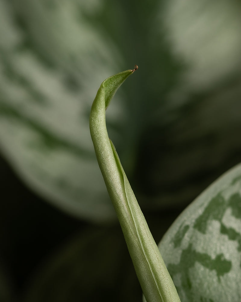 feey-silbrige-efeutute-scindapsus-pictus-trebie-h-ngepflanze-klein image 8