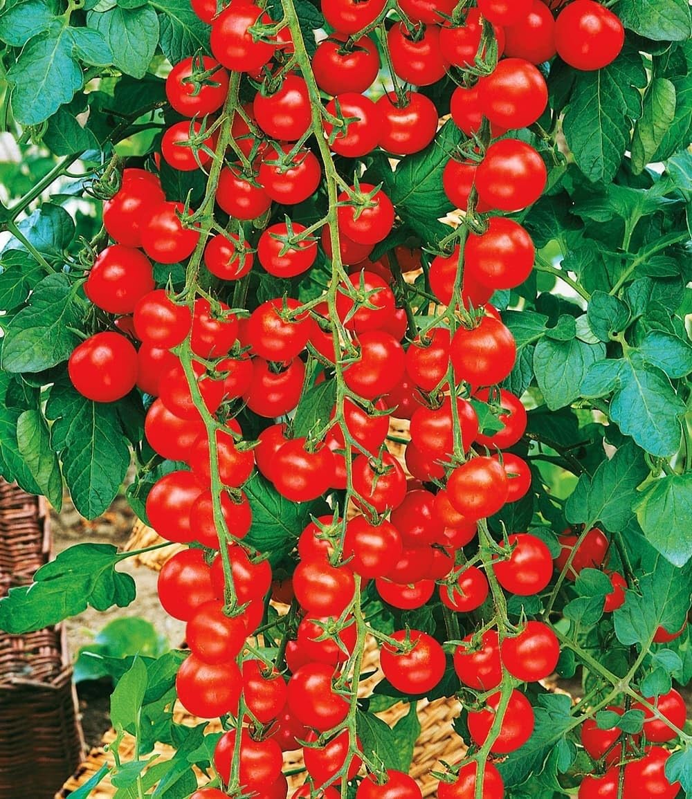 baldur-garten-snack-gem-se-kollektion-8-pflanzen-im-10-5-cm-topf image 5