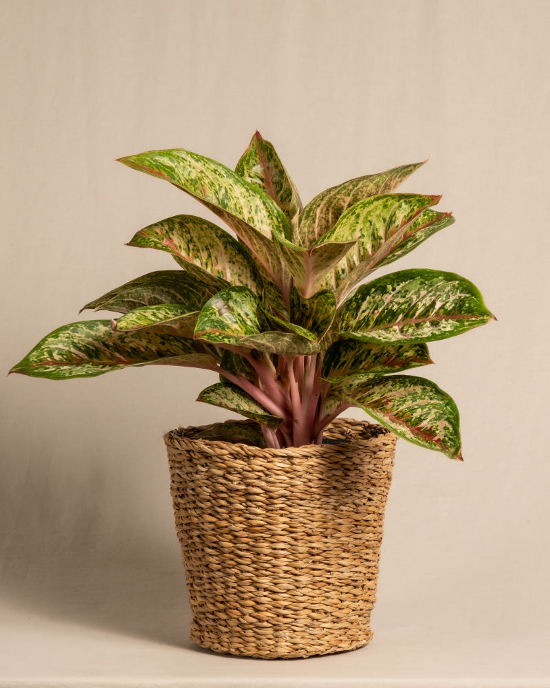 feey-aglaonema-painted-celebration-kolbenfaden-zimmerpflanze image 8