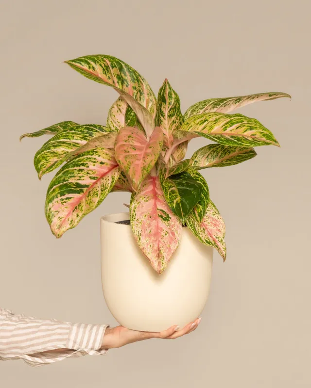feey-aglaonema-cocomelon-kolbenfaden-mittlere-zimmerpflanze image 1