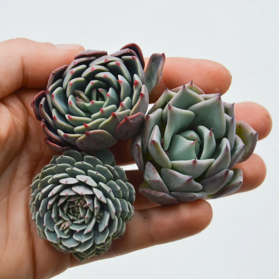 pasiora-echeveria-set-blue-minima-colorata-pinwheel-sukkulenten-stecklinge-3er-s image 1