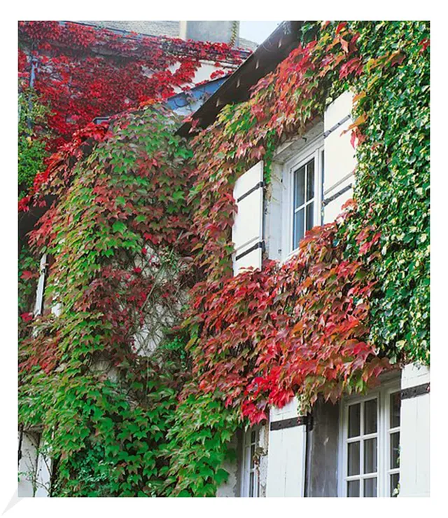 baldur-garten-wilder-wein-veitchii-9x9-cm-topf image 1