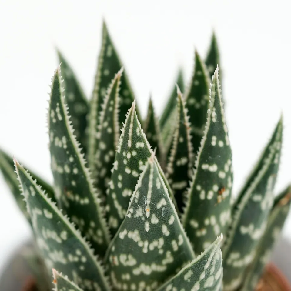 pasiora-x-gasteraloe-interstellar-sukkulente-5-5cm image 1
