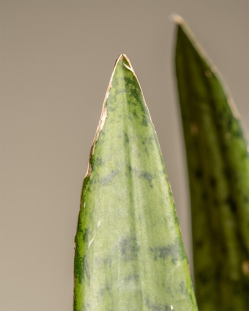 feey-gro-e-gr-ne-schwiegermutterzunge-sansevieria-zeylanica image 7