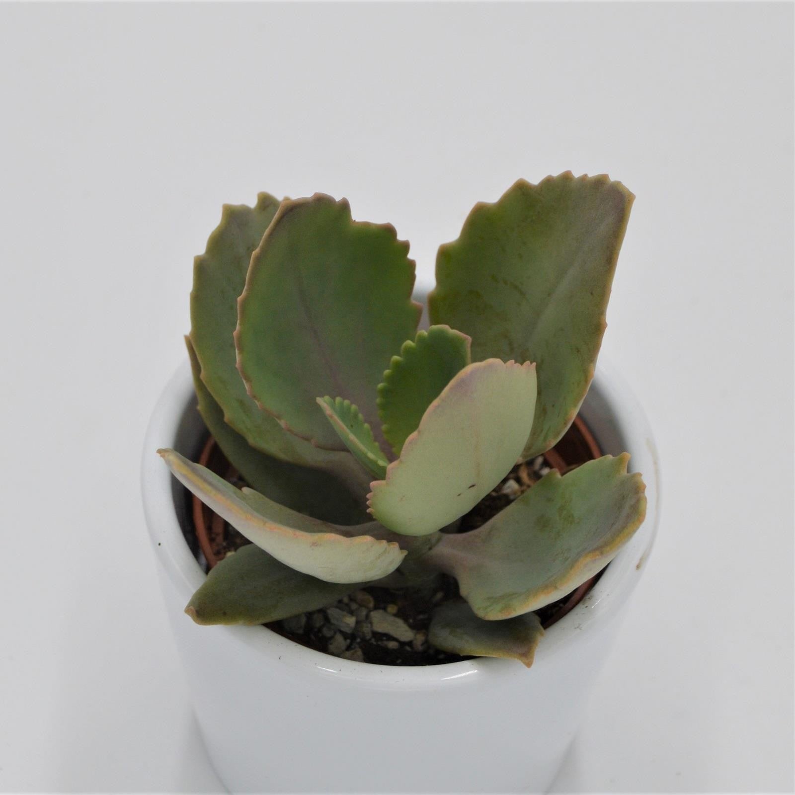pasiora-kalanchoe-peteri-brutblatt-sukkulente-5-5-cm image 2