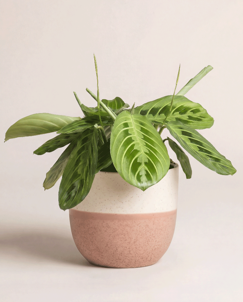 feey-maranta-lemon-lime-zimmerpflanze-klein-mittel image 6
