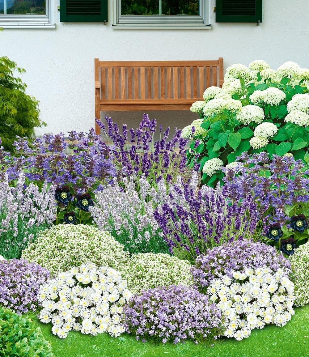 baldur-garten-19er-blau-wei-es-staudenbeet-pflanzen-im-9x9-cm-topf image 3