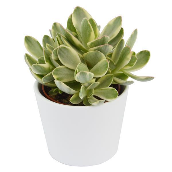 pasiora-crassula-money-maker-variegata-sukkulente-6-cm image 2