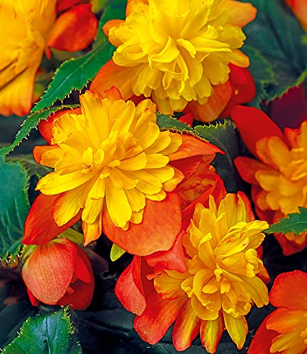 baldur-garten-begonie-riseup-harlequin-2-pflanzen-im-10-5-cm-topf image 5