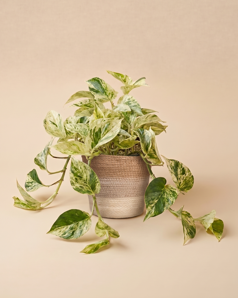 feey-gro-e-efeutute-marble-queen-h-ngepflanze-2 image 8