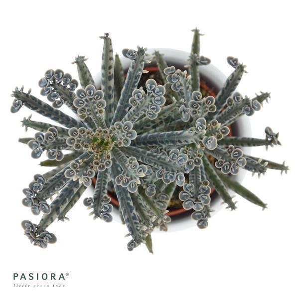 pasiora-kalanchoe-tubiflora-sukkulente-6cm-topf image 2
