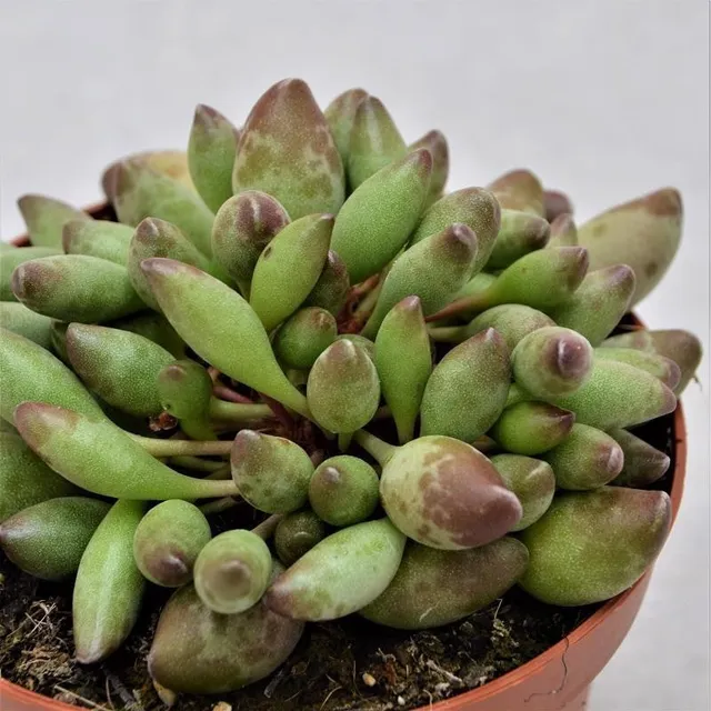 pasiora-adromischus-cristatus-var-clavifolius-sukkulente-13cm-topf image 1