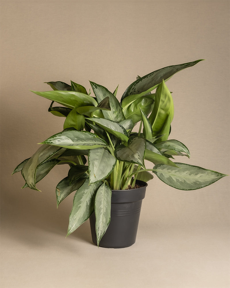 feey-aglaonema-silverado-kolbenfaden-50-60-cm image 3
