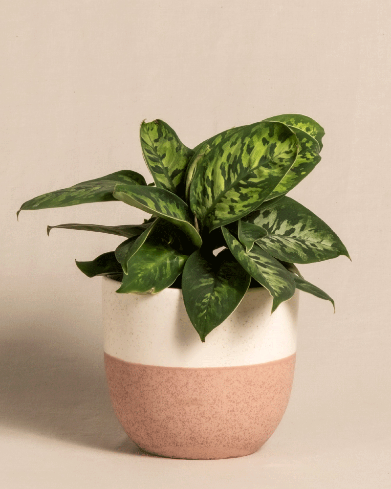 feey-homalomena-camouflage-zimmerpflanze-mit-bertopf image 5