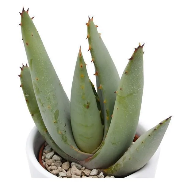pasiora-aloe-claviflora-sukkulente-6cm-topf image 1