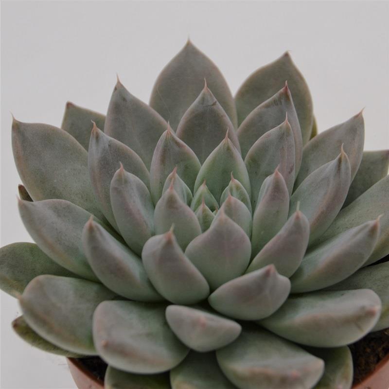 pasiora-echeveria-tolimanensis-night-cloud-sukkulente-im-8-5cm-topf image 1