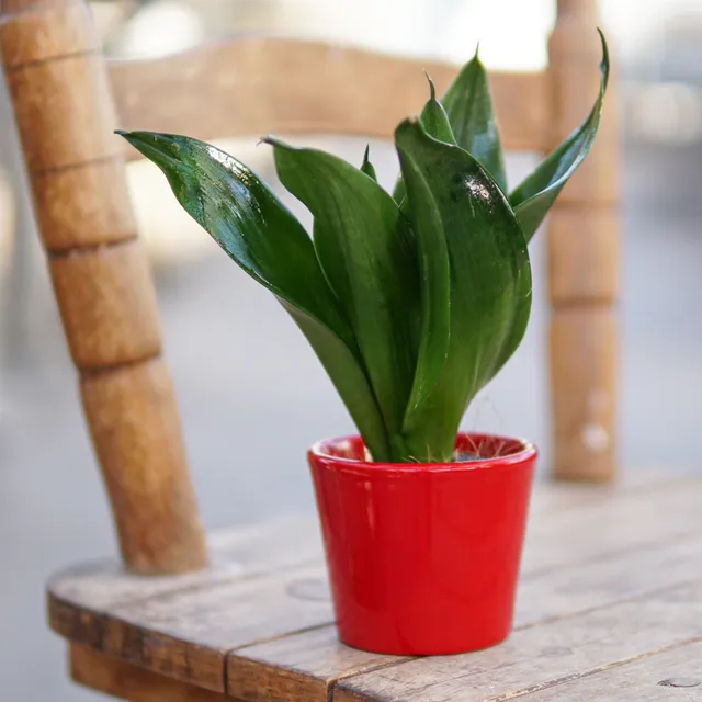 pasiora-sansevieria-trifasciata-black-jade-6cm image 1