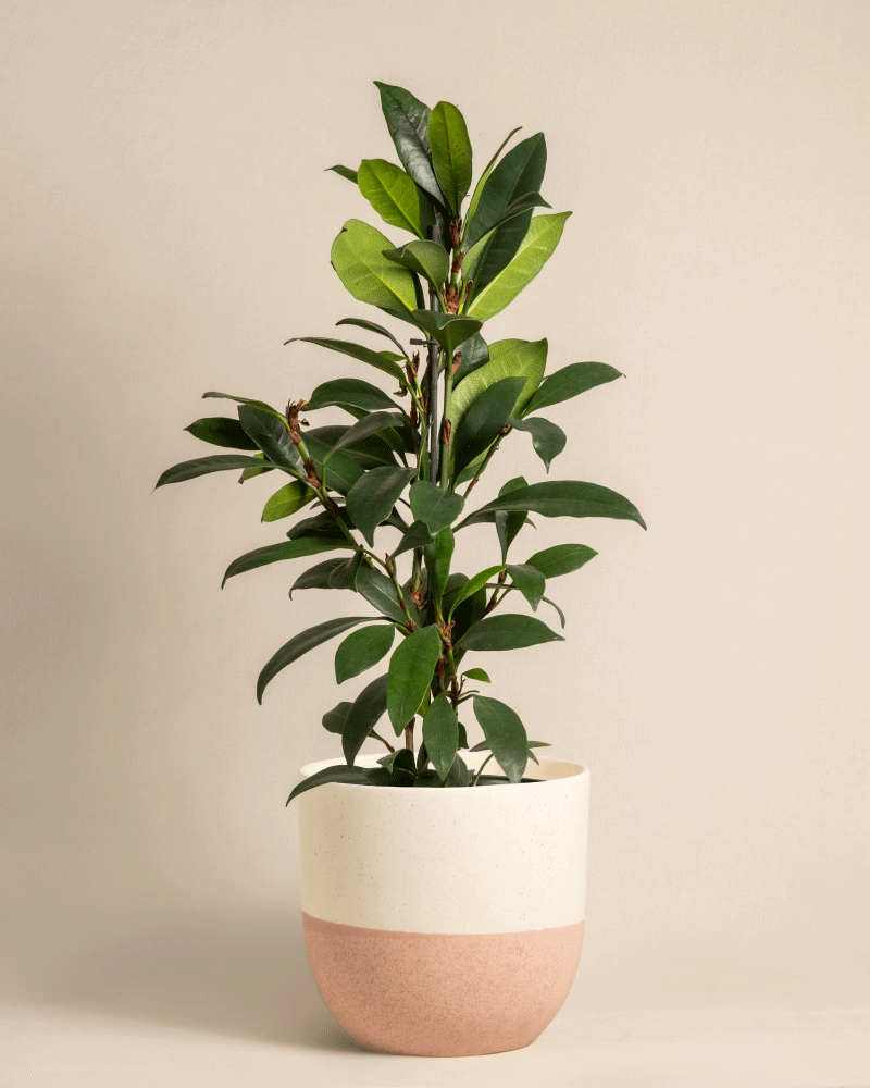 feey-afrikanischer-feigenbaum-ficus-cyathistipula-zimmerbaum image 5