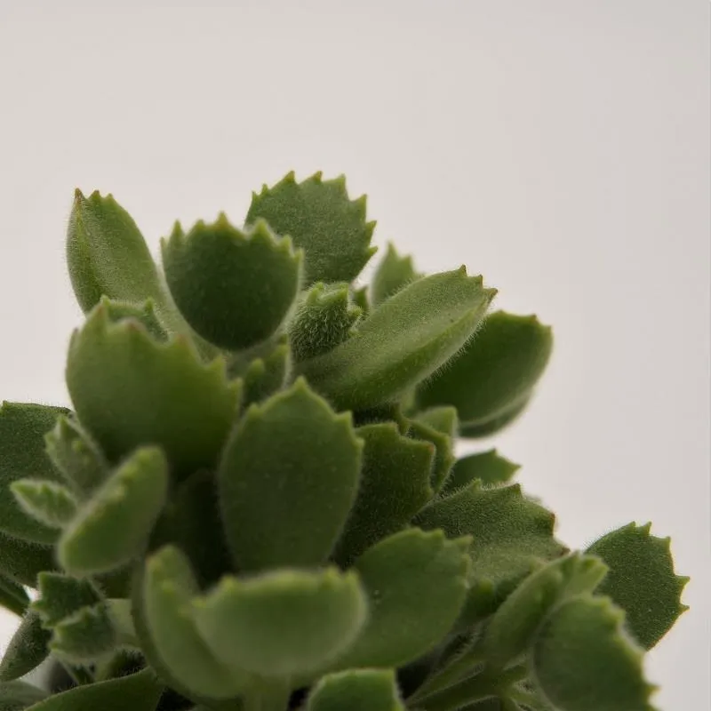 pasiora-cotyledon-tomentosa-b-rentatze-sukkulente-5-5cm image 1